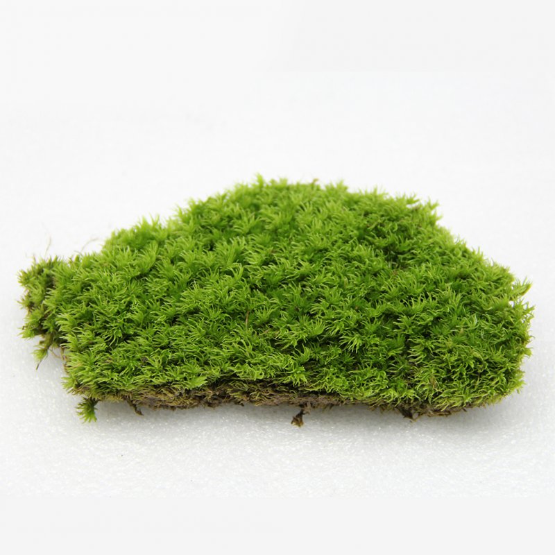 Air-drying Moss Miniature Garden Ornament DIY Craft Dollhouse Flowerpot Decoration green