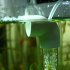 Aquarium Cichlids Tumbler Fish Hatchery Incubator Eggs Mouth brooding  L 