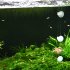 Aquarium Fish Tank Shrimp Food  Feeder Clear Glass Feeding Tube Dish Suction Acrylic aerial shrimp food bowl