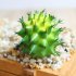 Artificial Lifelike Succulents Multi Type PVC Plant Garden Miniature Aloe Cactus DIY Home Floral Decor