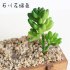 Artificial Lifelike Succulents Multi Type PVC Plant Garden Miniature Aloe Cactus DIY Home Floral Decor