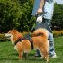 Automatic Retractable Dog Leash One Handed Brake Durable Nylon Pet Walker Tape Lighting Walking Dog Leash Ribbon With Anti Slip Handle For Small Medium Large Do