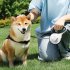 Automatic Retractable Dog Leash One Handed Brake Durable Nylon Pet Walker Tape Lighting Walking Dog Leash Ribbon With Anti Slip Handle For Small Medium Large Do