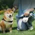 Automatic Retractable Dog Leash One Handed Brake Durable Nylon Pet Walker Tape Lighting Walking Dog Leash Ribbon With Anti Slip Handle For Small Medium Large Do