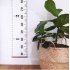 Baby Growth Chart Handing Ruler Wall Decor for Kids Removable Growth Height Chart white 20 200
