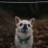 Bark Collar Remote Bark Training Collar with Remote Long Distance Reminder Waterproof Dog Collar