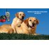 Behavior Training Collar and a remote that uses a vibration or mild shock to help you positively and harmlessly train your dog 