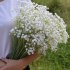 Bride Hand Bouquets Artificial Wedding Flower Simulation Babysbreath Holding Bouquet Decoration white