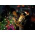CVVO LT82  Unique bend and shape LED fairy lights   Let your trees and landscaping be the best lit ones in town 
