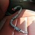 Car Seat Belt Dog Leash Elastic Reflective Safety Traction Rope gray L