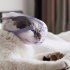 Cat Muzzle  Dog Muzzles With Adjustable Spring Buckle  Holes  Transparent Breathable Bozal Para Gatos For All Cats  Kitten And Pointed Mouth Dogs Single size S 