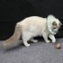 Cat Recovery Collar Protective Cat Neck Cones Adjustable Pet Cone Collar Lightweight Kitten Cones After Surgery Elizabethan Collar For Cats Dog green M