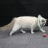 Cat Recovery Collar Protective Cat Neck Cones Adjustable Pet Cone Collar Lightweight Kitten Cones After Surgery Elizabethan Collar For Cats Dog green M