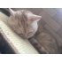 Cat Sisal Cat Scratch Board Food Sleeping Mat Cushion Carpet Pet Toy Claw Care 40 60  random colour 