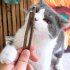 Cat Toys Catnip Chew Kitten Toys Wooden Stick Teething Molar Toys Suitable for All Ages Cats 15PCS