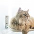 Cat Window Perch Space Saving Cat Window Hammock With 4pcs Strong Suction Cup For Large Cats Sunbathing Napping Standard  45 x 30cm  Beige