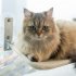 Cat Window Perch Space Saving Cat Window Hammock With 4pcs Strong Suction Cup For Large Cats Sunbathing Napping Standard  45 x 30cm  Beige