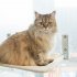 Cat Window Perch Space Saving Cat Window Hammock With 4pcs Strong Suction Cup For Large Cats Sunbathing Napping Standard  45 x 30cm  Beige