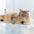 Cat Window Perch Space Saving Cat Window Hammock With 4pcs Strong Suction Cup For Large Cats Sunbathing Napping Standard  45 x 30cm  Beige