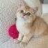 Chew Toy Cute Cat Plush Toy Durable And Bite Resistant Interactive Cat Kicker Toys Healthy Bite Resistant Cat Christmas Gifts For Indoor Pet Lovers onion red
