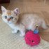 Chew Toy Cute Cat Plush Toy Durable And Bite Resistant Interactive Cat Kicker Toys Healthy Bite Resistant Cat Christmas Gifts For Indoor Pet Lovers onion red