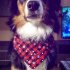 Christmas Series Printing Triangular Scarf for Pet Dogs Wear Red snowflake