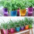 Colorful Self Watering Round Planter Flower Pot Home Garden Decor Professional Green Plant Vase Translucent purple Medium  M5 