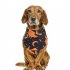 Decorative Scarf Printing Generic Pet Saliva Towel for Dogs and Cats 05Pumpkin with human bone on black background   single layer  Suitable for pets with a neck