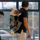 Dog Bag Carrier Pet Dog Backpack for Large Medium Small Dogs Breathable Travel Dog Bag for Riding Hiking gray L