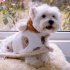 Dog Cloak Winter Warm Cape Cute Cartoon Bear Blanket Nightgown Pet Supplies For Small Medium Large Dogs brown S  suitable for 1 5 3 kg 