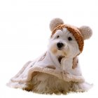 Dog Cloak Winter Warm Cape Cute Cartoon Bear Blanket Nightgown Pet Supplies For Small Medium Large Dogs brown S (suitable for 1.5-3 kg)