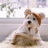 Dog Cloak Winter Warm Cape Cute Cartoon Bear Blanket Nightgown Pet Supplies For Small Medium Large Dogs brown S  suitable for 1 5 3 kg 