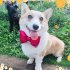 Dog Collar Cat Collar With Bow Tie Detachable Adjustable Kitten   Small Dogs Collar For Christmas Daily Walks Training Family Picnics Weddings rose red L   40 55c
