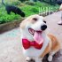Dog Collar Cat Collar With Bow Tie Detachable Adjustable Kitten   Small Dogs Collar For Christmas Daily Walks Training Family Picnics Weddings rose red L   40 55c