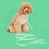Dog Collar Leash Set Combo Waterproof Dog Training Leash With 30 40cm Adjustable Collar For Small Medium Large Dogs Light green M