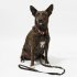 Dog Leash Dog Training Leash With Alloy Hook Traction Handle Bright Reflective Strip Double Layer Thickened Design Shrinkable Bungee Dog Leash dark gray One siz