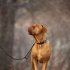 Dog Leash Dog Training Leash With Alloy Hook Traction Handle Bright Reflective Strip Double Layer Thickened Design Shrinkable Bungee Dog Leash dark gray One siz