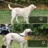 Dog Muzzle Soft Breathable Mesh Muzzles For Small Medium Large Dogs Puppy Muzzle For Scavenging Biting Licking Chewing With Dog Leashes Pet Supplies black L