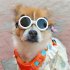 Dog Sunglasses  Dog Goggles With Ventilation Openings  UV Resistant Lenses  2 Adjustable Elastic Bands  Small Dog Sunglasses For Kittens And Puppies black