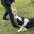 Dog Tug Chew Toys For Small And Medium Dogs  Bite Resistant TPR 3 Ring Tug Interactive Toys Pet Supplies For Teeth Cleaning Stress Relief Purple Yellow