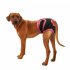 EU Female Breathable Physiological Pants for Small Medium Pets Dogs Black M