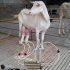 Electric Milking Machine Portable Breast Pump Cow Sheep Milking Eqipment  Cattle British regulatory