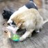 Electronic Cat Toy  Automatic Cat Toys Interactive With LED Lights  Type C Charging Cable  Whisper Mode  Swing Type Rechargeable Cat Toys For Living Room Yellow