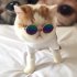 Fashion Cool Cat Glasses Pet Dog Eye Protection Sunglasses Puppy Kitty Photo Props Toy