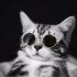 Fashion Cool Cat Glasses Pet Dog Eye Protection Sunglasses Puppy Kitty Photo Props Toy