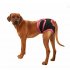 Female Breathable Physiological Pants for Small Meidium Pets Dogs purple XS