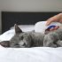 Flea Doctor Electric Flea Comb for Dogs Cats Pet Brush Anti Tick Control