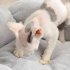 Flower Shape Cat Bed Short Plush Soft Cat House Winter Pet Dog Cushion Mats Nest gray  40cm