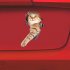 Funny Car  Sticker Body Dog Cat Puppy Scratch Paint Subsidies Cartoon Simulation Door Body Decal Orange Cat  1 15 24cm
