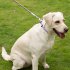 Heavy Duty Dog Rope Leash With Ultra Soft Padded Handle Wear resistant Reflective Dog Leash For Small Medium Large Dogs blue 2 m  L size  thick 1 2cm 